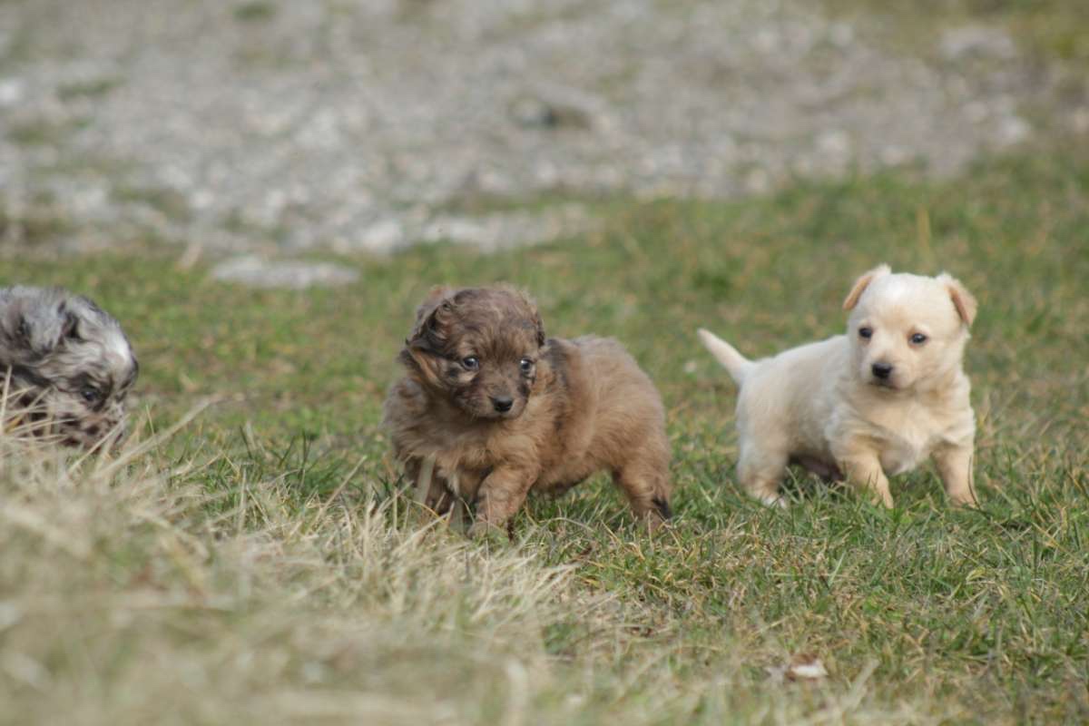 Mu-Chi (Mudi x Chihuahua) Welpen zu verkaufen - 9