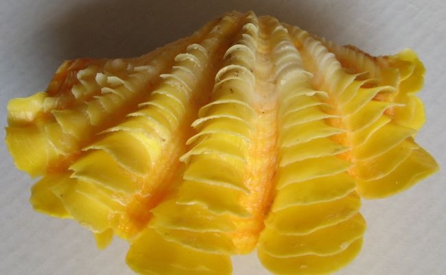 Muschelverkaufsausstellung 28. 3. BRNO - 9