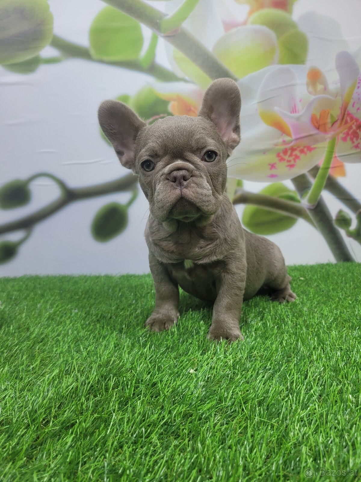 Französische Bulldogge - 9