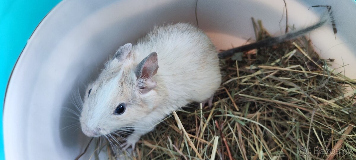 Degus - 9