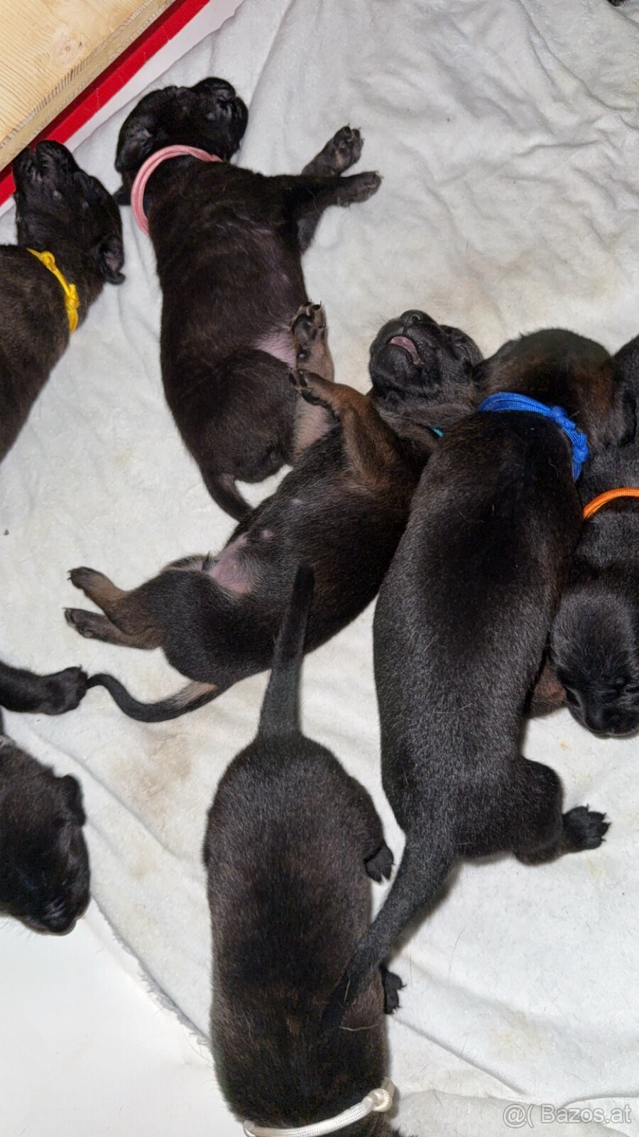 Cane Corso x Malinois Welpen - 9