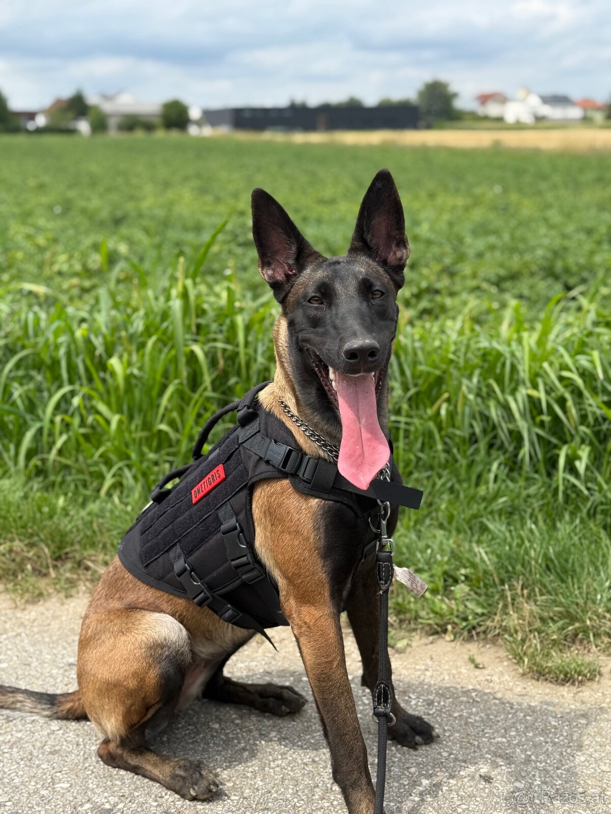 Wurfankündigung Malinois x Cane Corso - 9