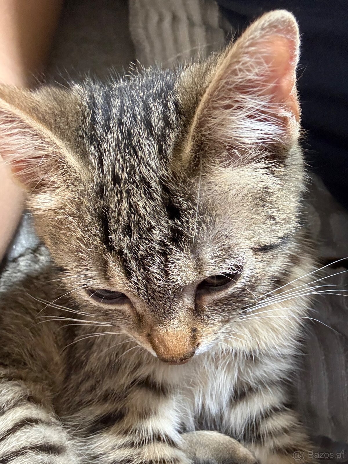 2 Junge Katzen weiblich und Junge 6 Monate alt - 9