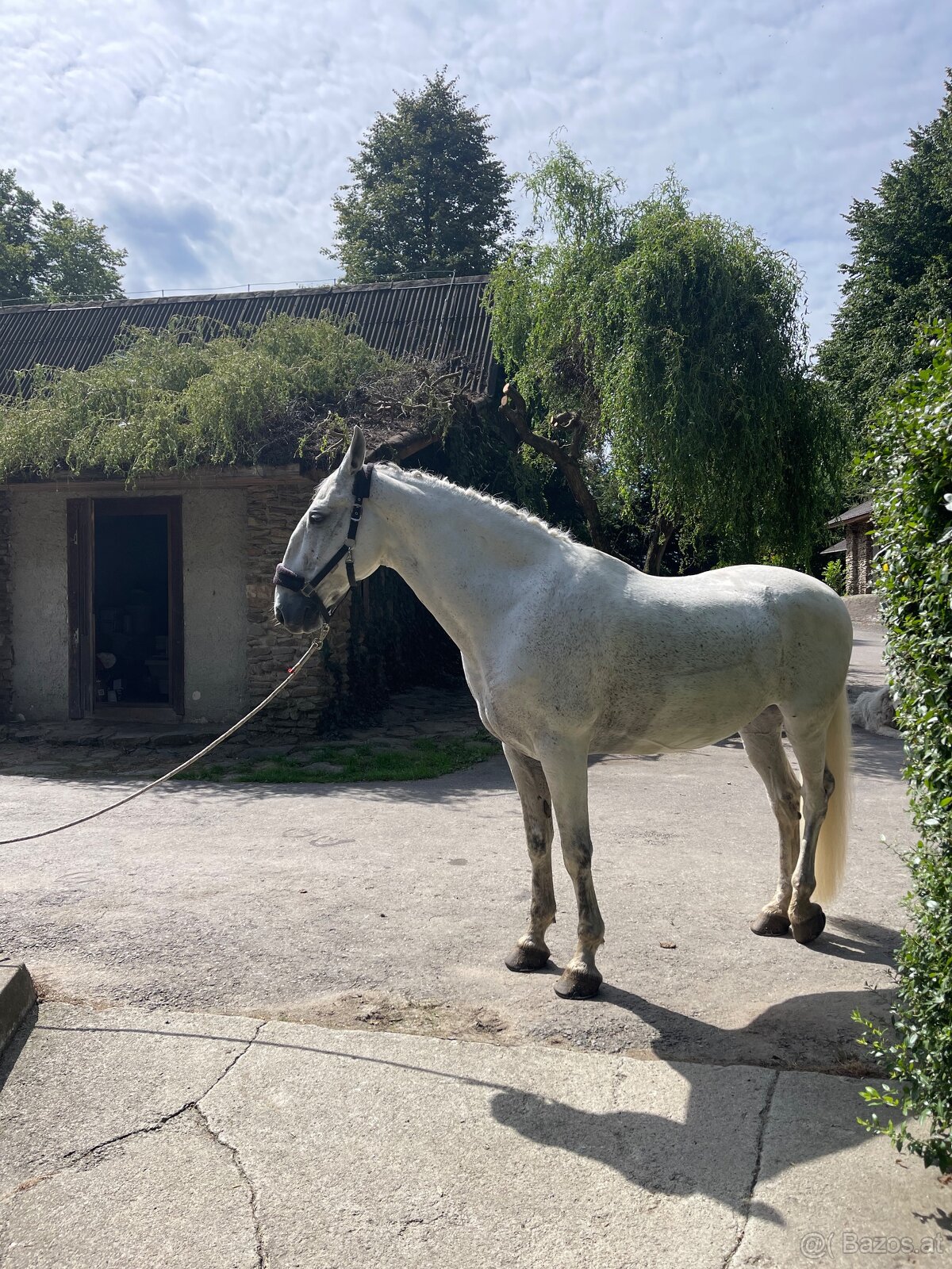 Kladruber horse - 9
