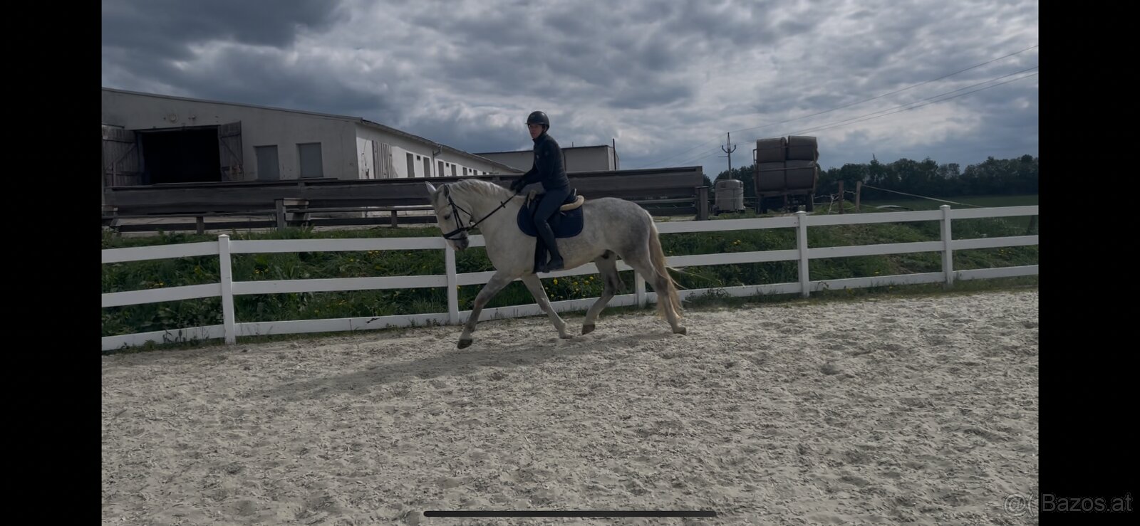 Kladruber horse - 9