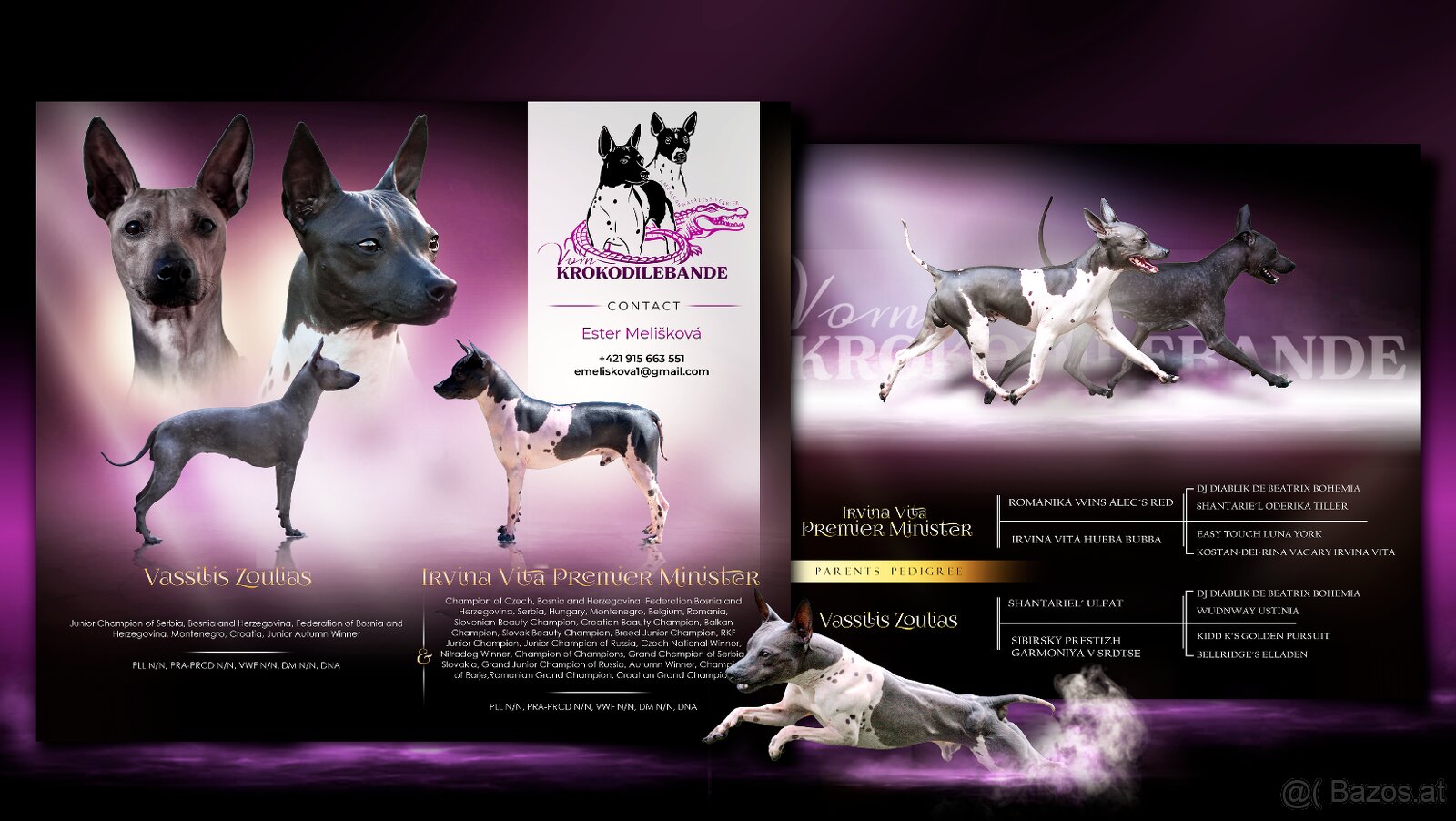 Welpen des Amerikanischen Nacktterriers - 9