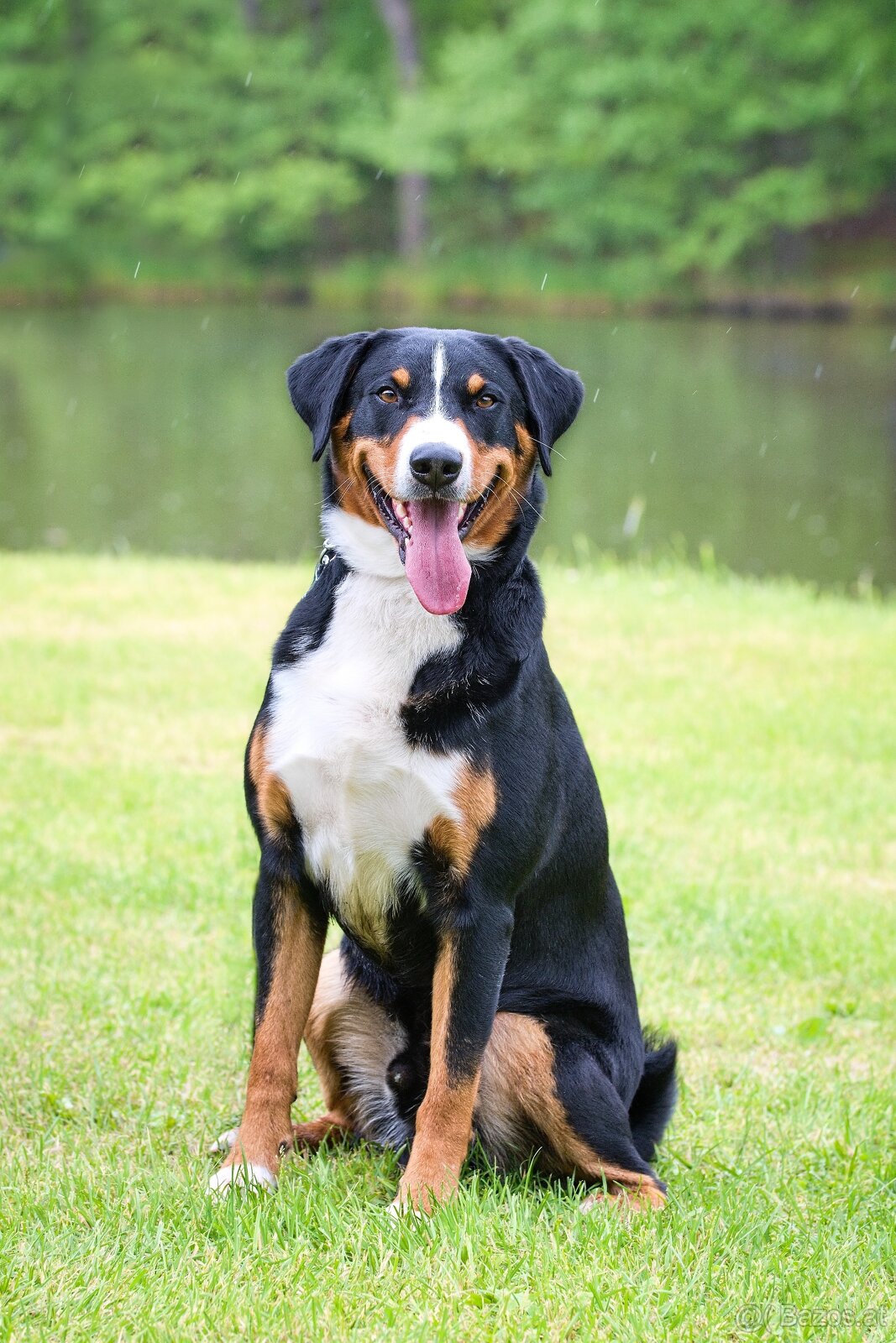 Appenzeller Sennenhund - FCI-Welpen - 9