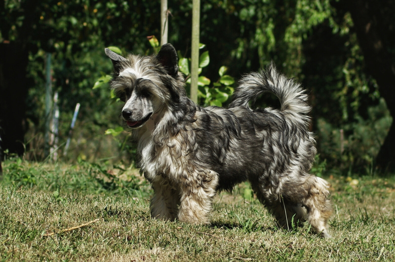chinese crested dog - hairless - FCI - 9