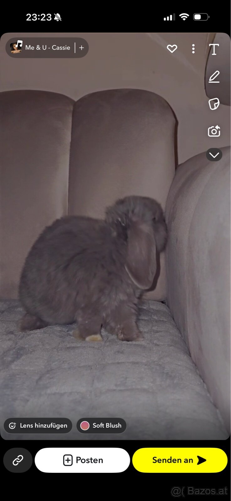 Mini lop Hasen - 9