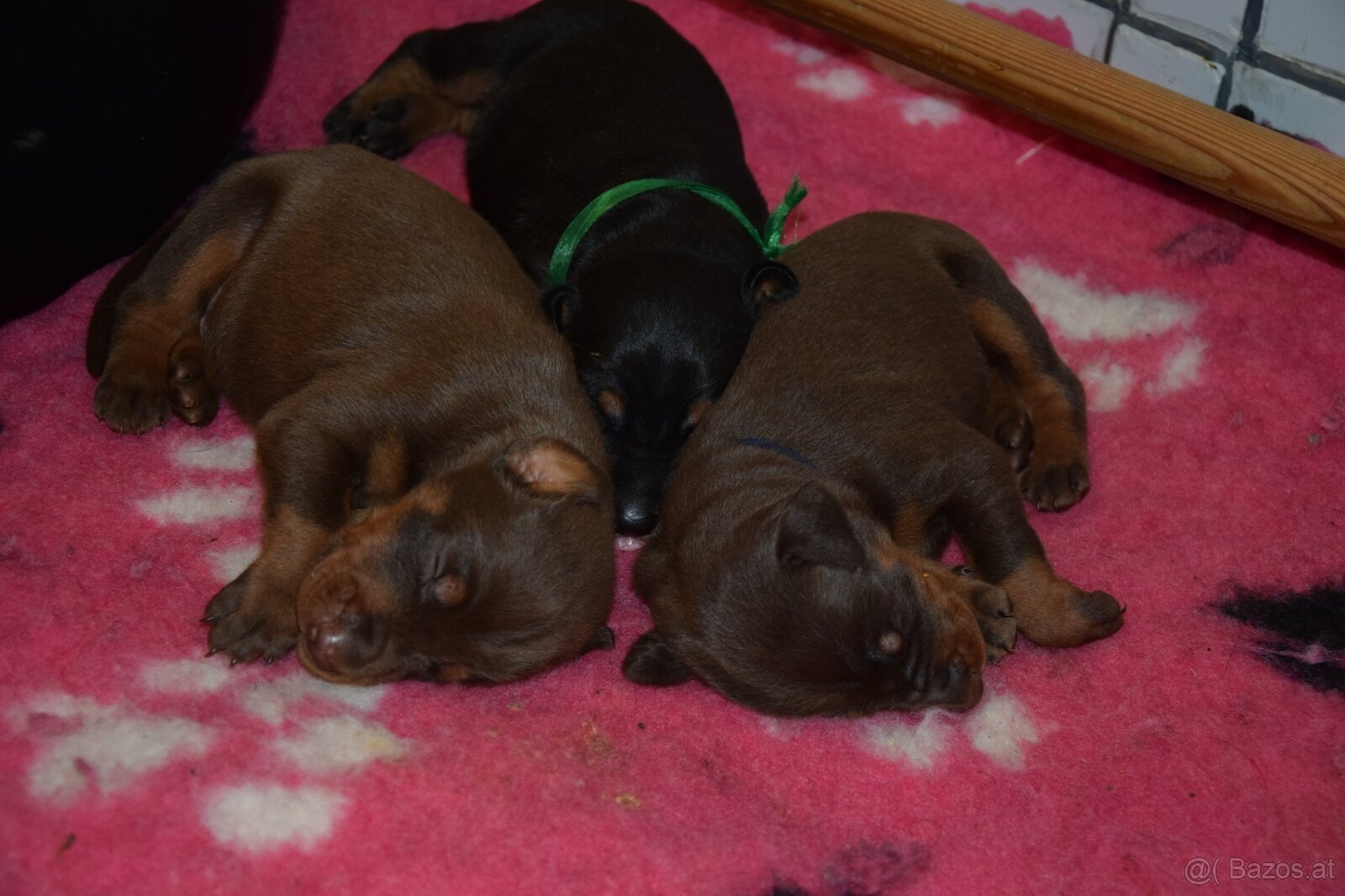 Dobermann - spitzen Welpen mit FCI Ahnentafel - 9