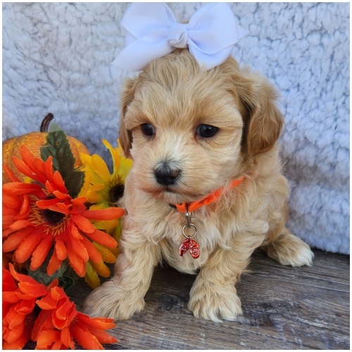 Maltipoo Welpen - 9