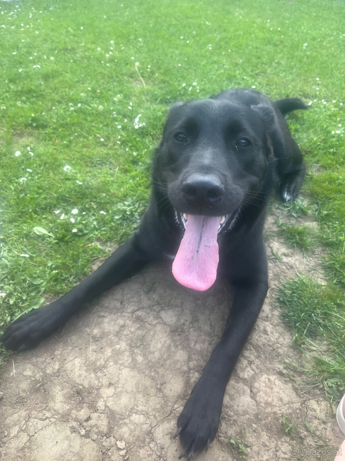 Labrador Mix hündin sucht ein neues Zuhause - 9