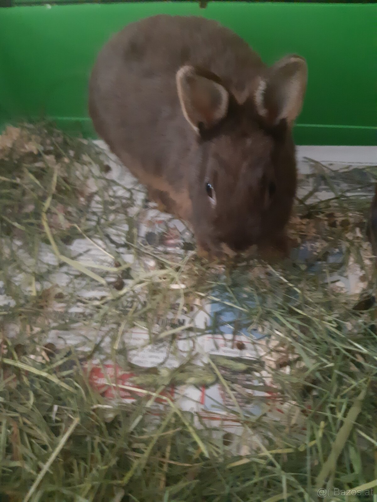 Zwergkaninchen Babys zu vergeben - 9