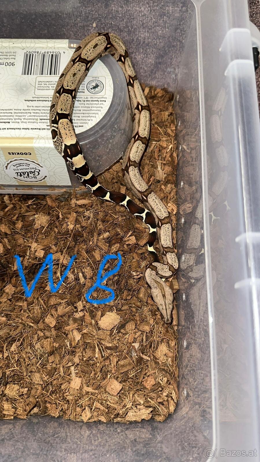 Boa constrictor Constrictor surinam - 9