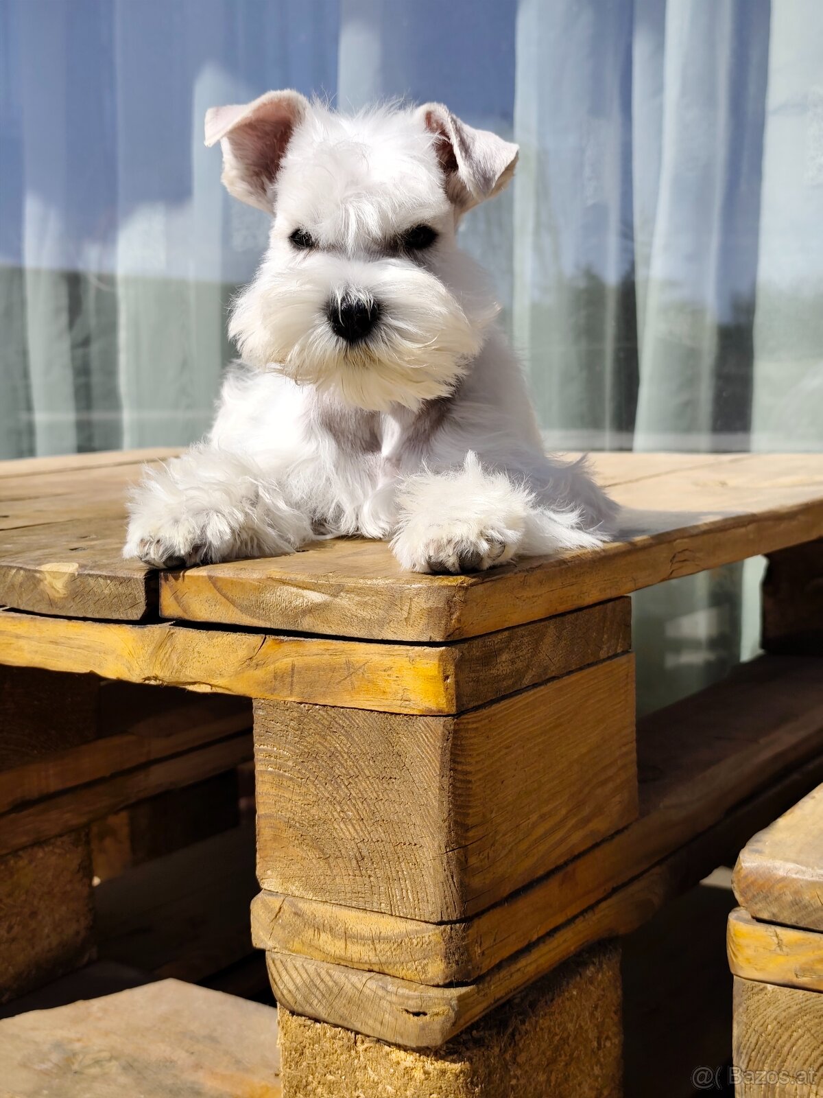 Schnauzer miniatúrne white - 9