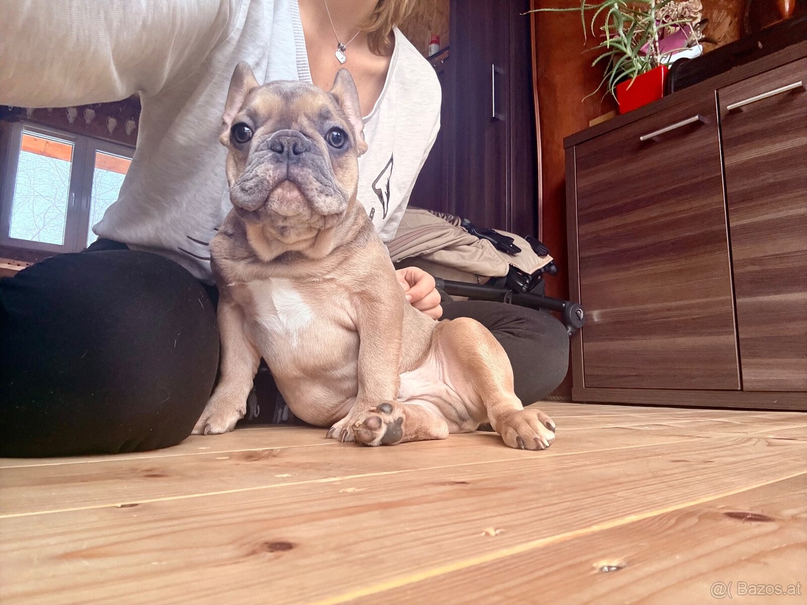 Französische Bulldogge mit Stammbaum - 9