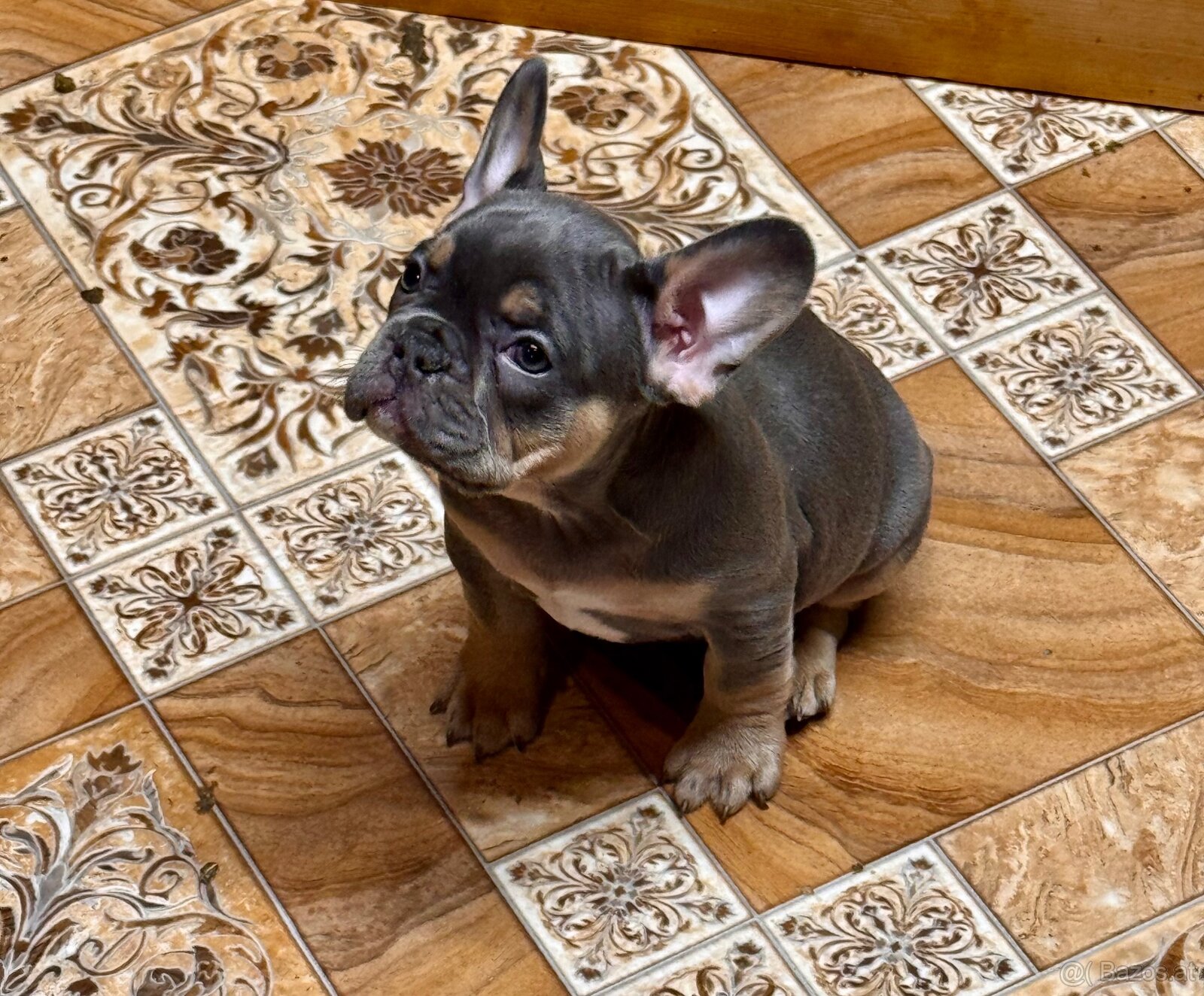 Französischen Bulldoggen - 9