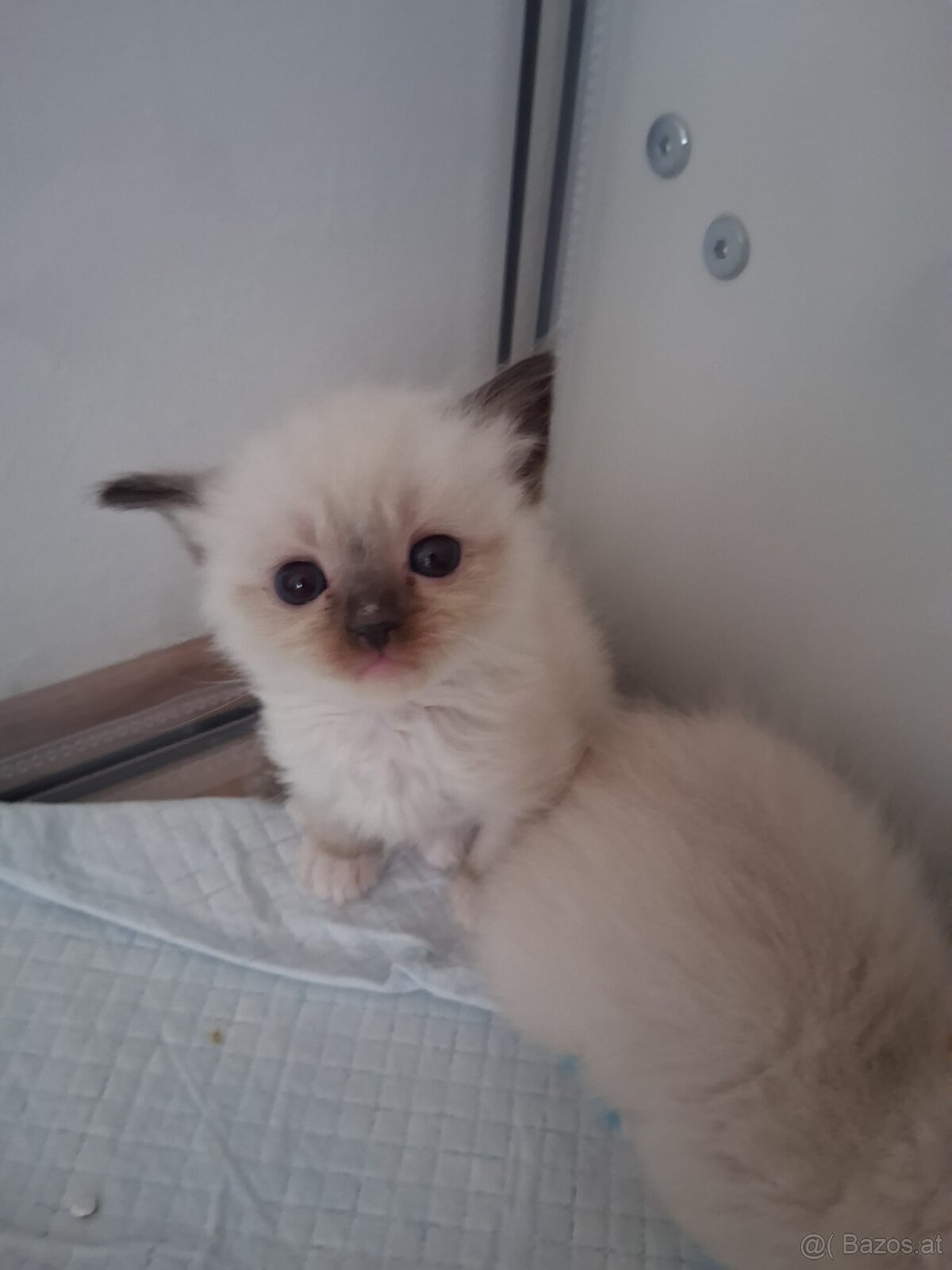 Ragdoll kitten - 9