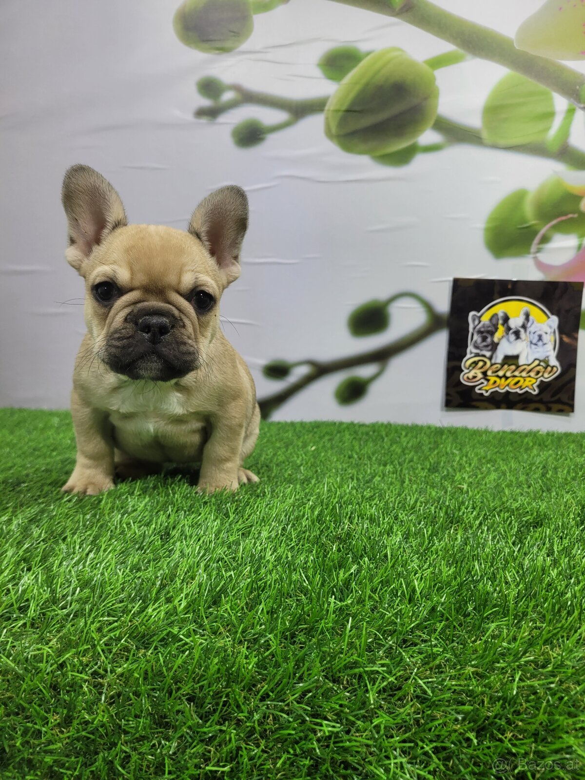 Französische Bulldoggen - 9