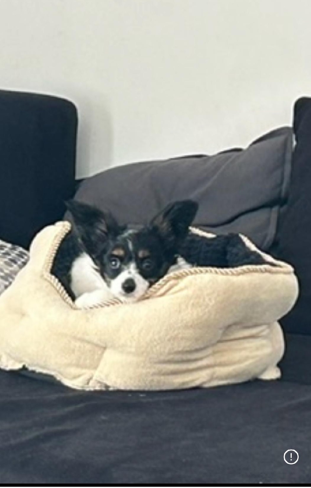 Papillion, kontinentaler Zwergspaniel - Welpen - 9