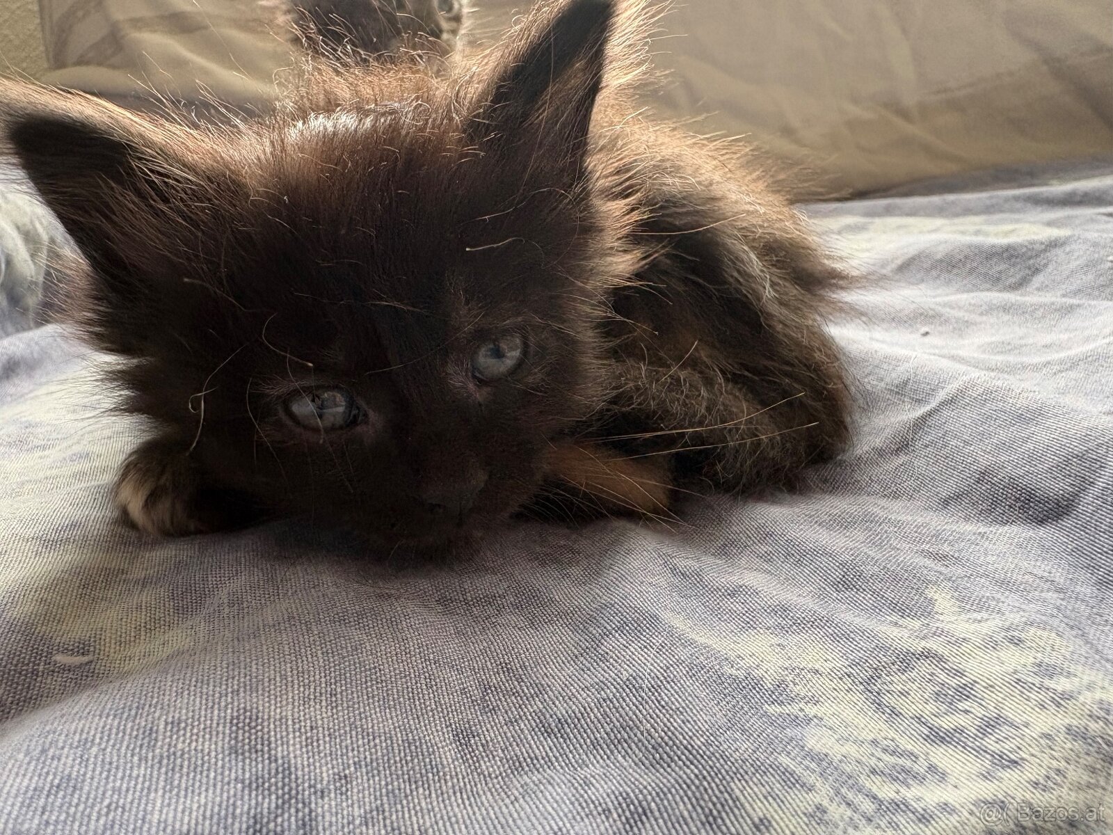 Maine Coon Kitten - 9