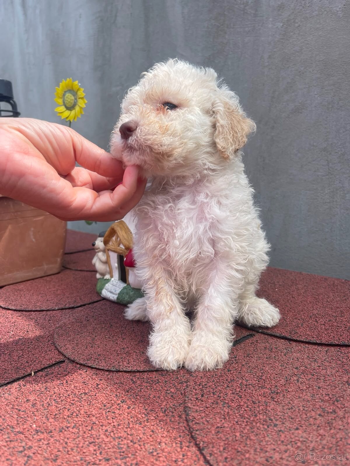 LAGOTTO ROMAGNOLO 🐶 - 9