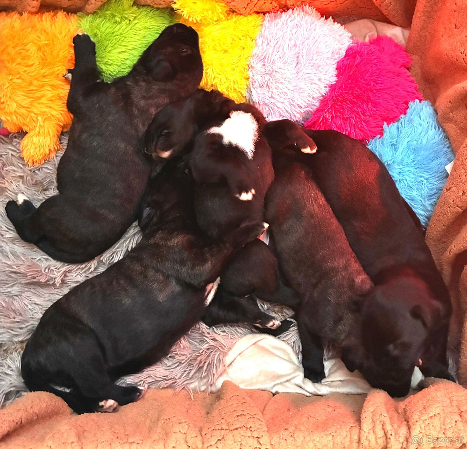 Irischer Wolfshund - Welpen zu verkaufen - 9