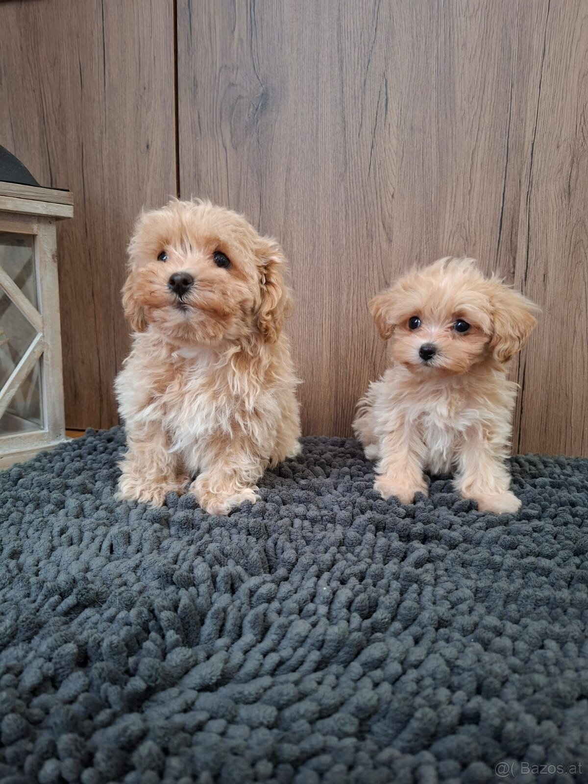Maltipoo mini - 9