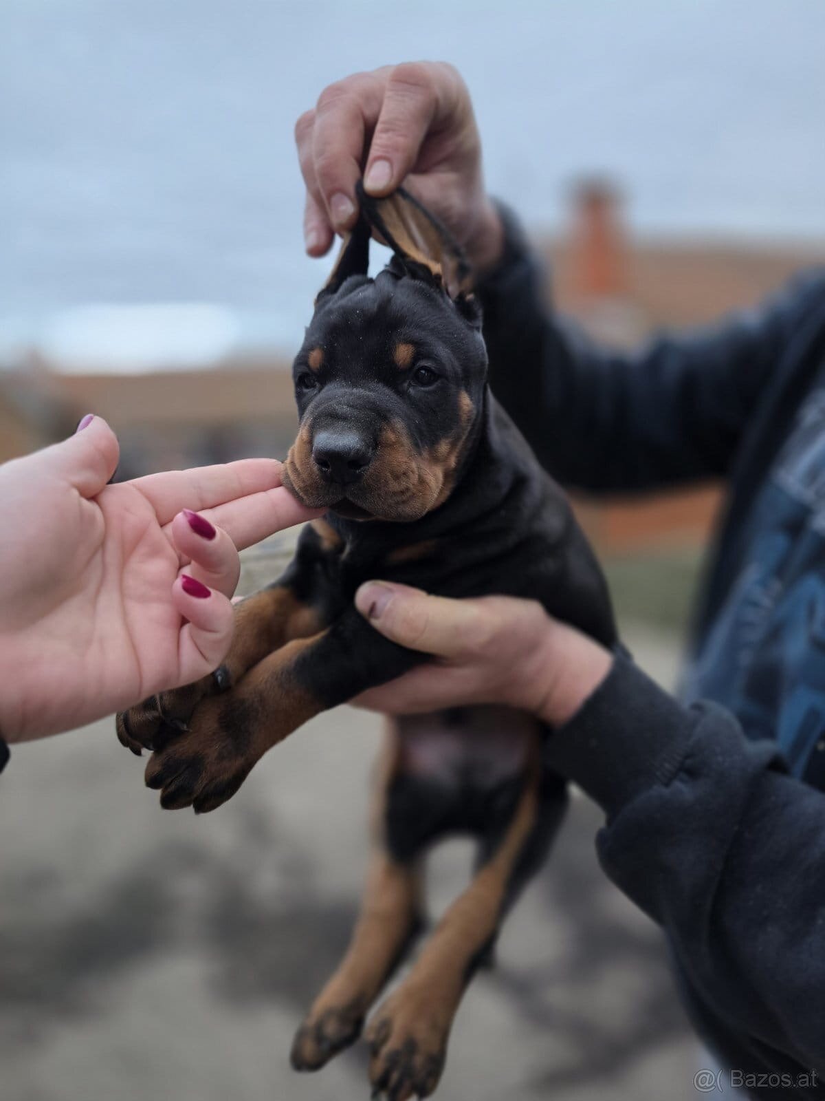 Doberman welpen mit PP - fci hunde - 9