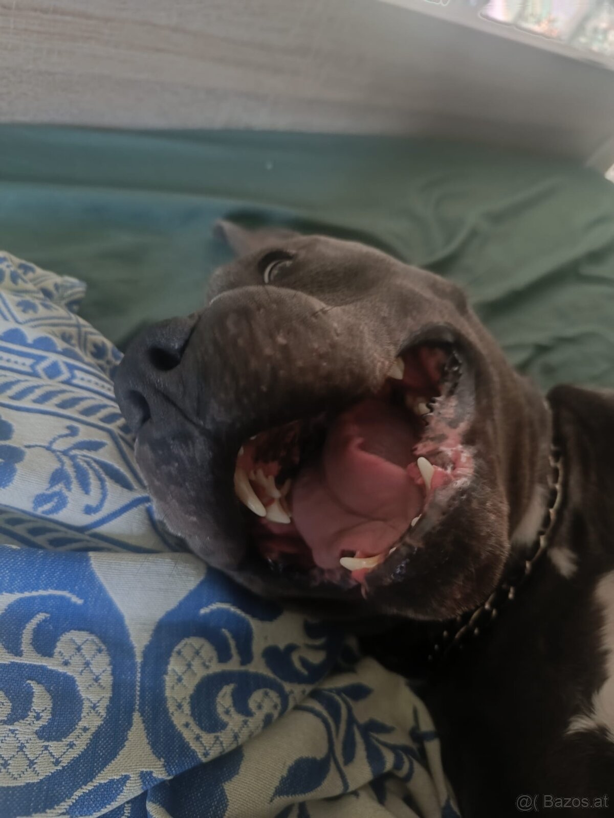 Hund zu verschenken - 9
