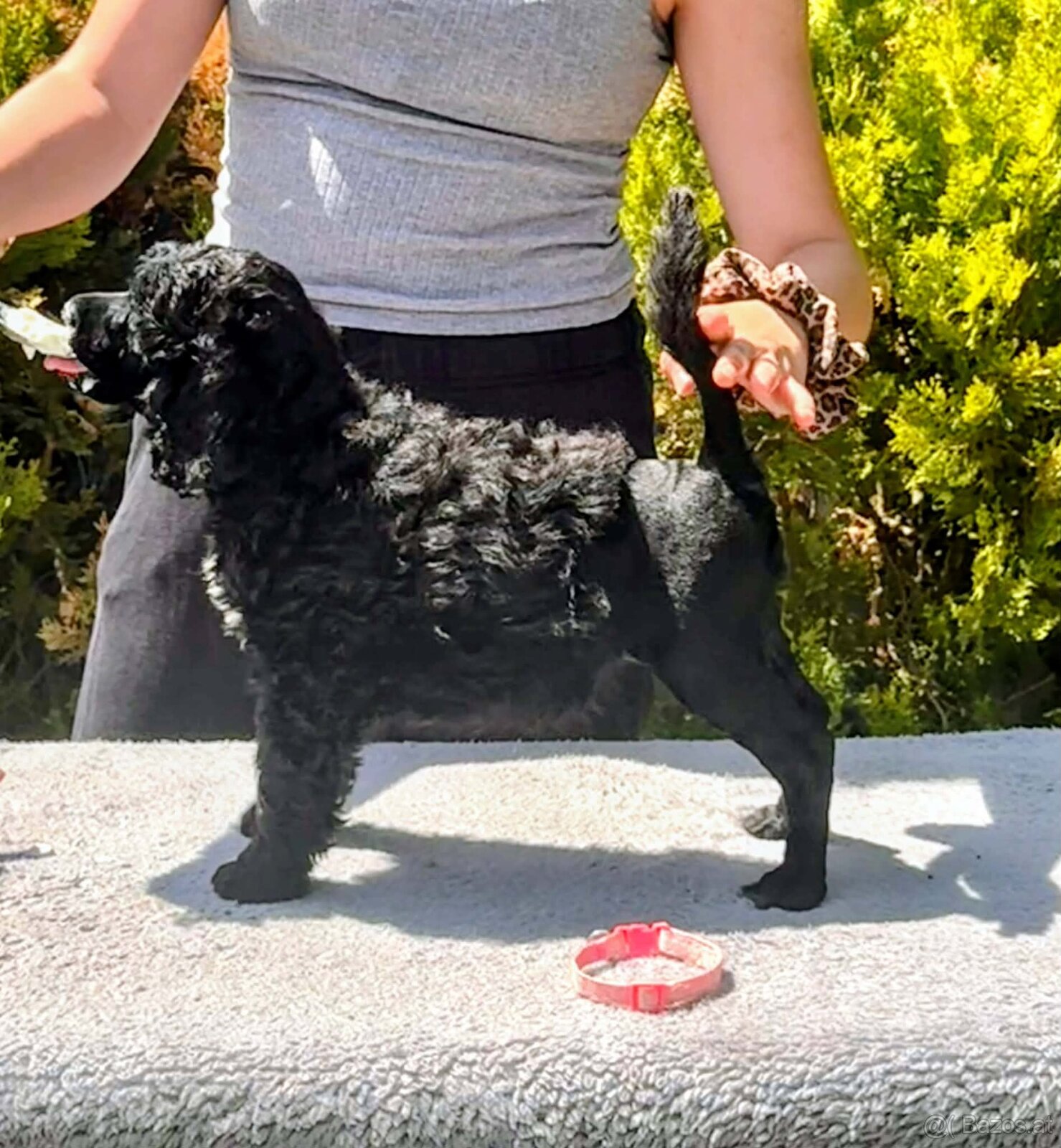 Portuguese Water Dog Puppies - 9