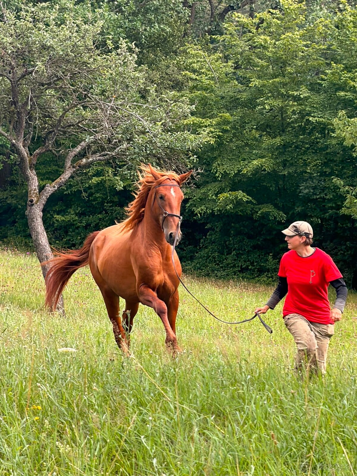 Lusitano Hengst PSL - 9