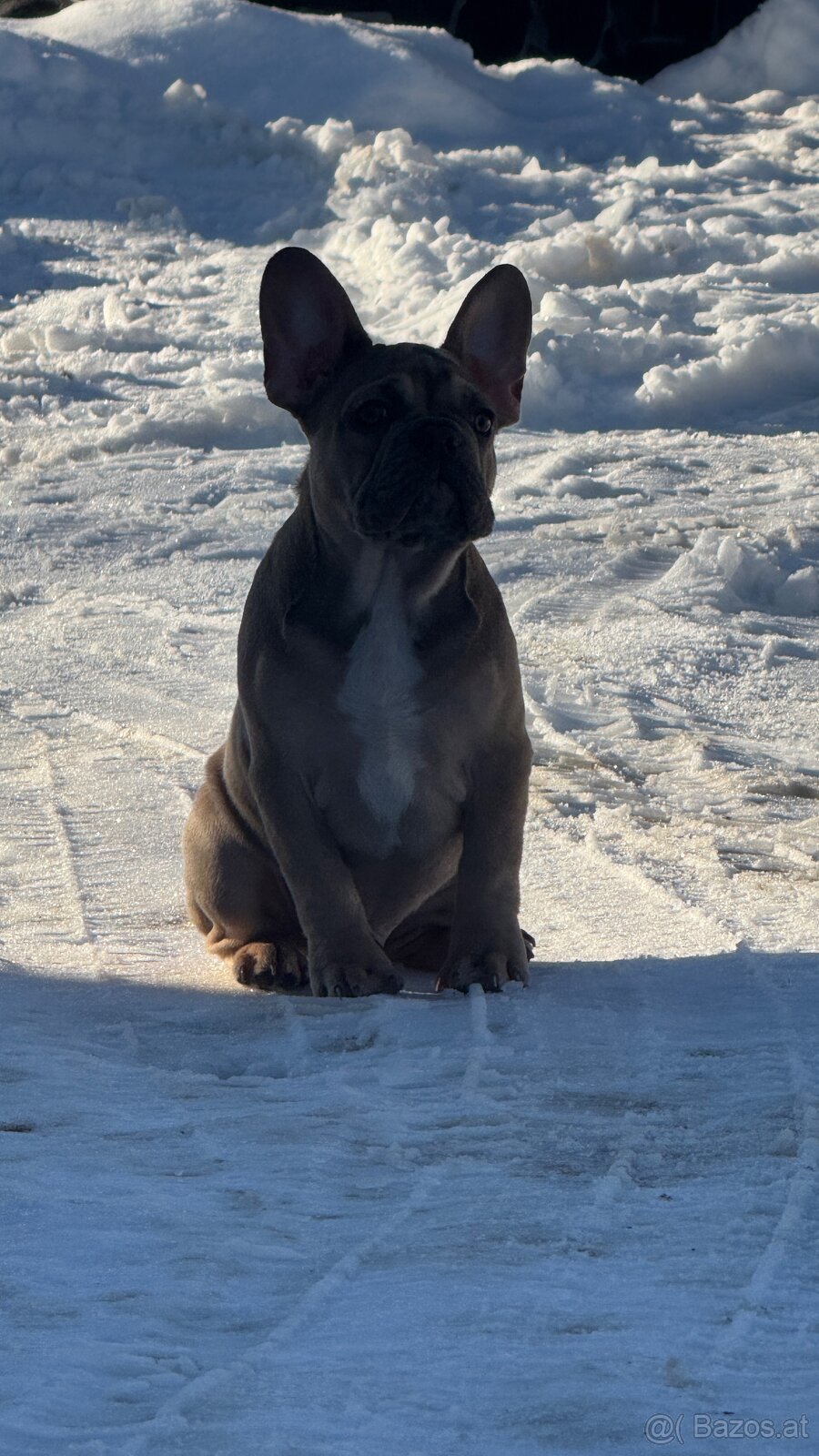 Französischen Bulldoggen Welpen mit Stammbaum - 9
