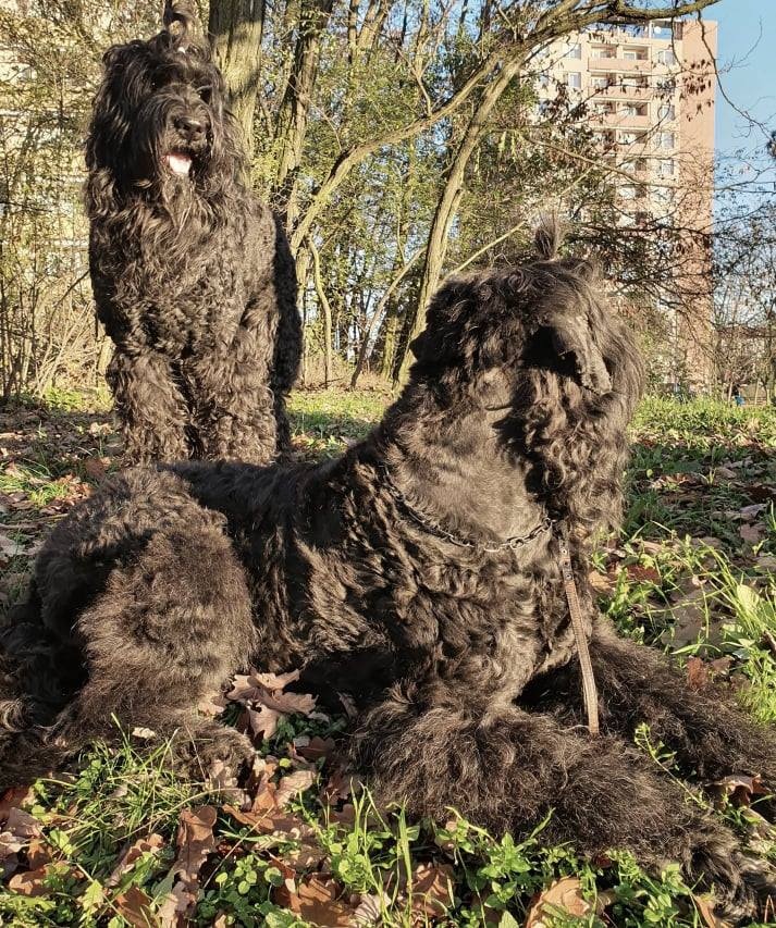 Schwarzer Russischer Terrier – liebevoll aufgezogene Welpen - 9