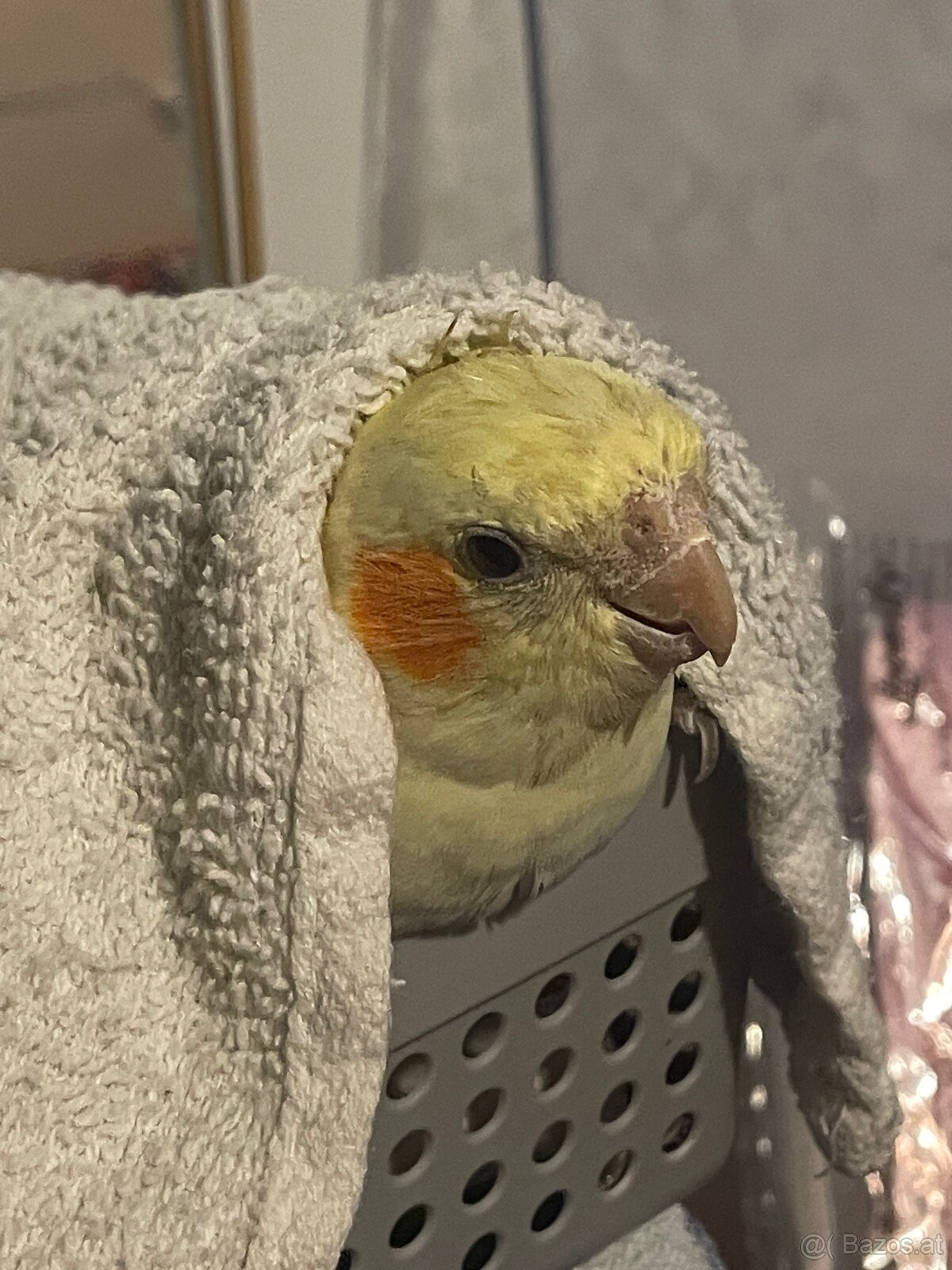3 Vögel/Nymphensittiche + Käfig inkl. Zubehör - 9