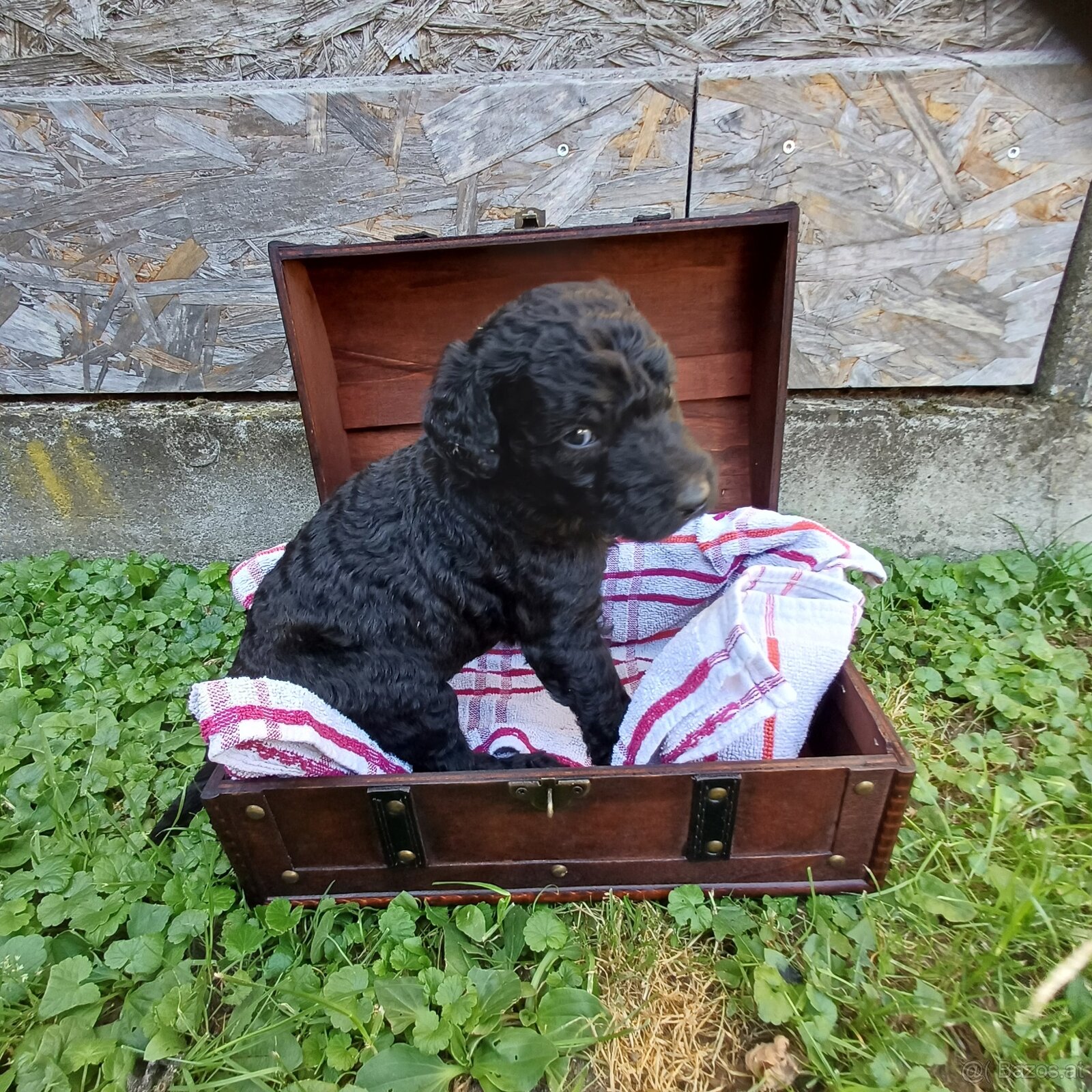 Goldendoodle - 9