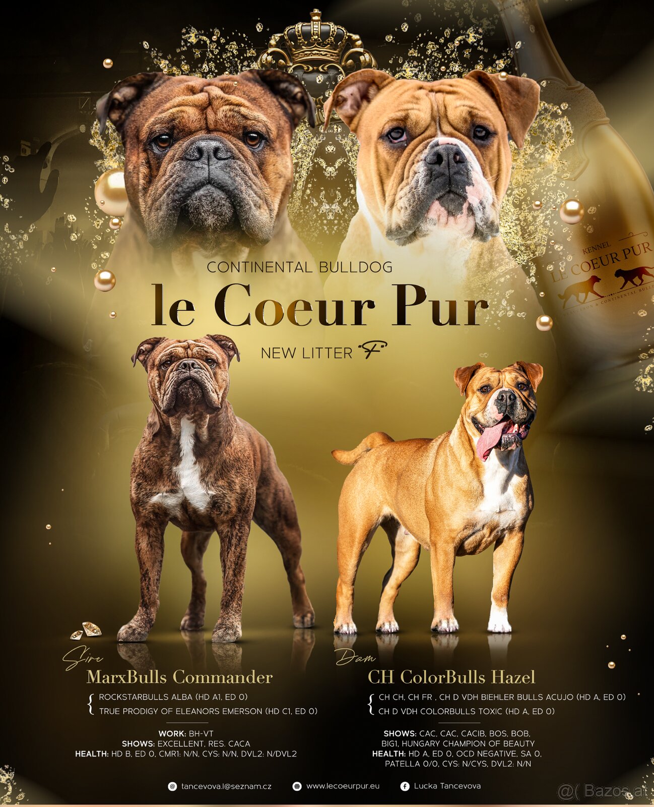 Continental bulldog welpen - 9