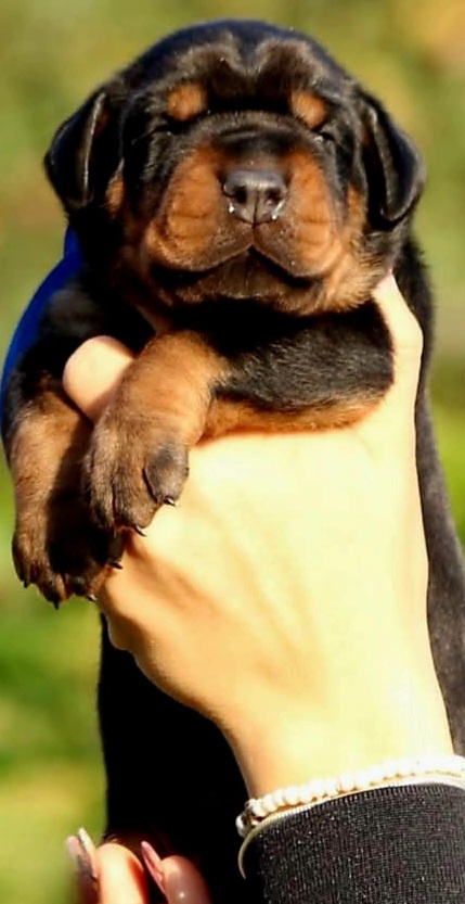 Doberman puppies zum werkaufen - 9