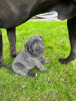 Reinrassige Cane Corso Welpen - 9