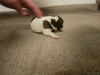 Jack Russell Terrier Welpen gew.13.04.2026 - 9
