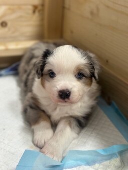 Miniature American Shepherd FCI - 9