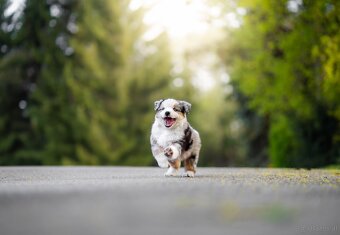 Miniature American Shepherd FCI - 9