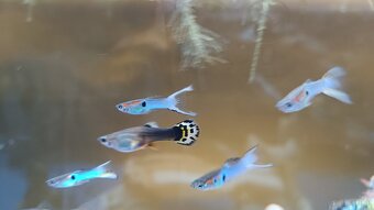 Guppy, Molly - 9