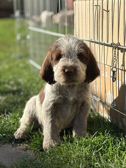 Spinone italiano - 9