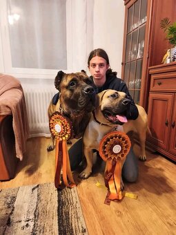 Presa  Canario - 9