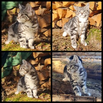 Maine Coon Kitten suchen Herzensplätze - 9