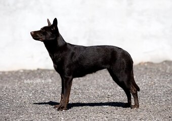Australian Kelpie w Pedigree - 9