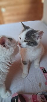 Süsse (langhaar) katzenbabys suchen liebevolles zuhause - 9