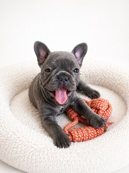 Französische Bulldogge – blaue Hündin mit Stammbaum - 9