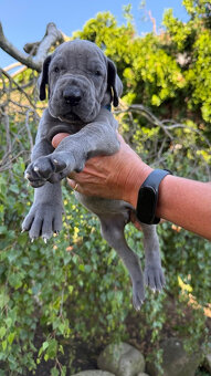 Deutsche Dogge blau - 9